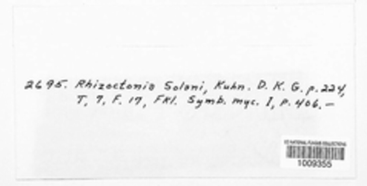 Rhizoctonia solani image